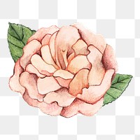  Peony png watercolor element, transparent background