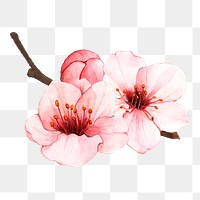  Cherry blossom png watercolor element, transparent background