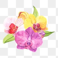  Orchid png watercolor element, transparent background