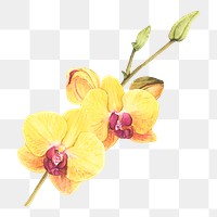  Orchid png watercolor element, transparent background