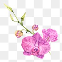  Orchid png watercolor element, transparent background