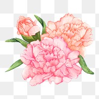  Carnation png watercolor element, transparent background