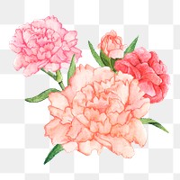  Carnation png watercolor element, transparent background