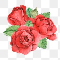  Red rose png watercolor element, transparent background