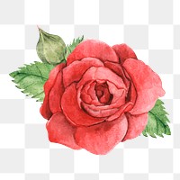  Red rose png watercolor element, transparent background