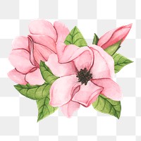  Saucer magnolia png watercolor element, transparent background