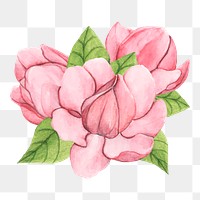  Saucer magnolia png watercolor element, transparent background