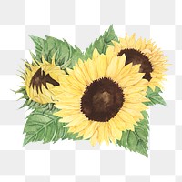  Sunflower png watercolor element, transparent background