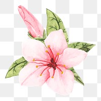  Sakura png watercolor element, transparent background