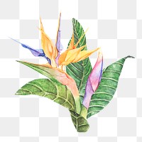  Bird of paradise png watercolor element, transparent background