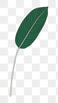 Png bird of paradise leaf  sticker, transparent background