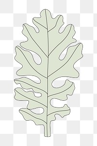 Png  Dusty Miller leaf  sticker, transparent background