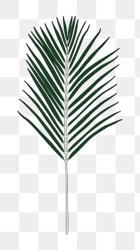 Png Areca palm leaf  sticker, transparent background
