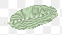 Png banana leaf doodle  sticker, transparent background