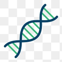 DNA helix icon png, transparent background