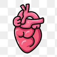 Human heart icon png,  transparent background 