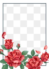 Red rose png frame, transparent background