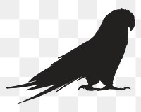 Png black parrot silhouette, transparent background