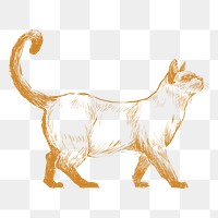  Png elegant cat sketch illustration, transparent background