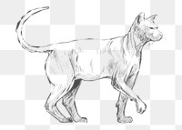  Png elegant cat sketch illustration, transparent background