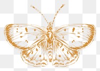  Png beautiful butterfly sketch illustration, transparent background