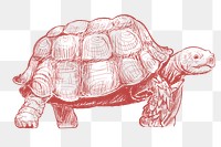  Png red turtle sketch illustration, transparent background