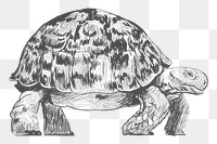  Png walking turtle sketch illustration, transparent background