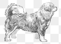  Png tibetan mastiff dog sketch illustration, transparent background