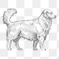  Png golden retriever dog sketch illustration, transparent background