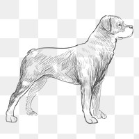  Png rottweiler dog sketch illustration, transparent background
