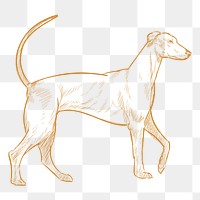  Png redbone coonhound dog sketch illustration, transparent background