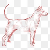  Png thai ridgeback dog sketch illustration, transparent background