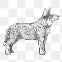  Png cattle dog sketch illustration, transparent background