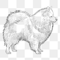  Png spitz dog sketch illustration, transparent background