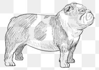  Png bulldog sketch illustration, transparent background
