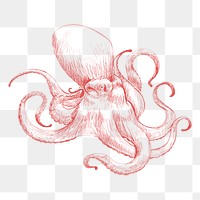 Png giant octopus sketch illustration, transparent background