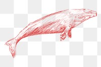 Png whale sketch illustration, transparent background