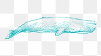 Png blue whale sketch illustration, transparent background