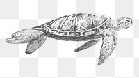 Png turtle swimming sketch illustration, transparent background
