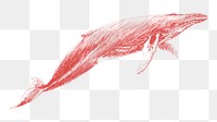 Png humpback whale sketch illustration, transparent background