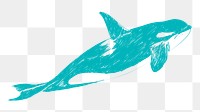 Png killer whale sketch illustration, transparent background