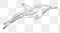 Png spinner dolphin sketch illustration, transparent background