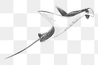 Png stingray sketch illustration, transparent background