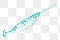 Png blue narwhal sketch illustration, transparent background