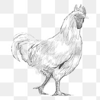 Png chicken walking sketch illustration, transparent background