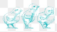 Png baby chicks sketch illustration, transparent background