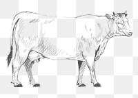 Png domestic cow sketch illustration, transparent background
