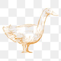 Png yellow duck sketch illustration, transparent background