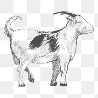 Png bw goat sketch illustration, transparent background