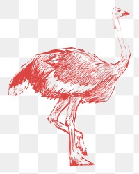Png red ostrich sketch illustration, transparent background